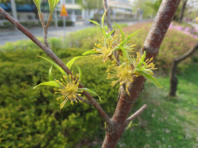 산수유나무